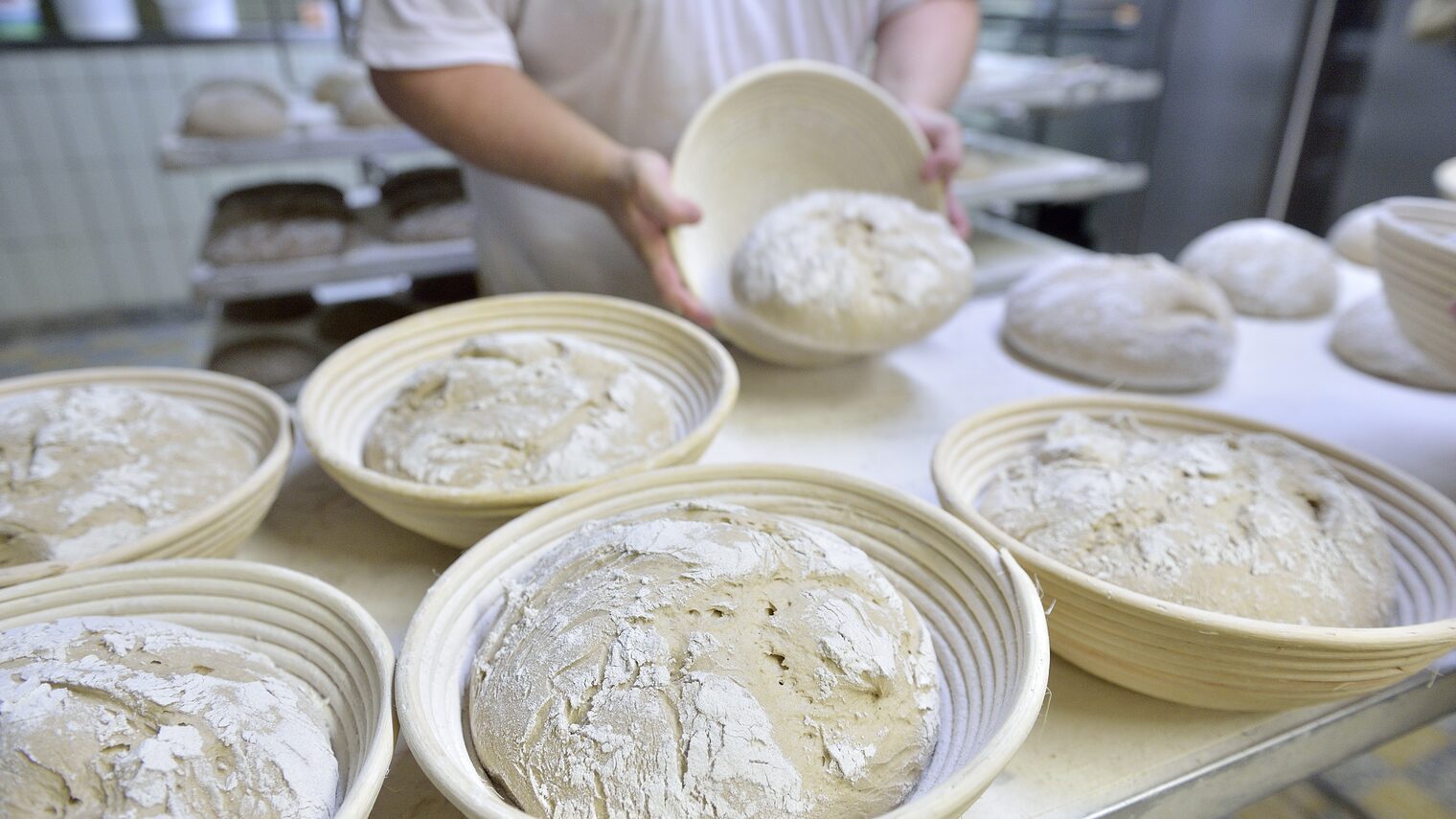 Rohe Brotlaibe liegen in Gärkörbchen